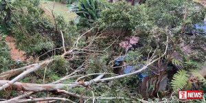 නිවසක් මතට ගසක් කඩා වැටෙයි