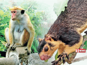 වන සතුන්ගෙන් ආහාර නිෂ්පාදනයට සිදු වන හානිය අවම කිරීමේ සැළැස්මක්