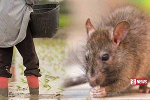 මී උණ රෝගීන් ඉහළ යාමේ ප්රවණතාවක්