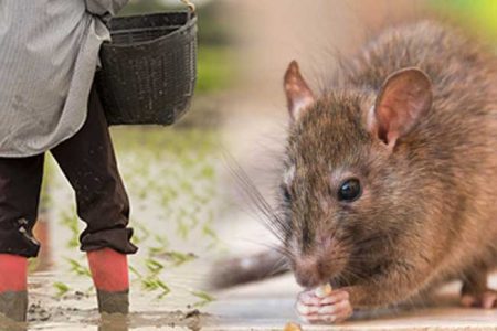 මී උණ රෝගීන් ඉහළ යාමේ ප්රවණතාවක්