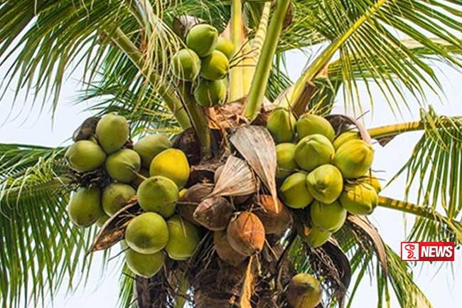 පොල් දෙසතිය යාපනයෙන් ආරම්භ වෙයි.