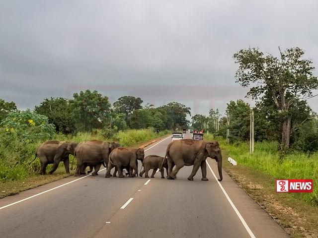 නිමා නොවන වන අලි ගැටලුව
