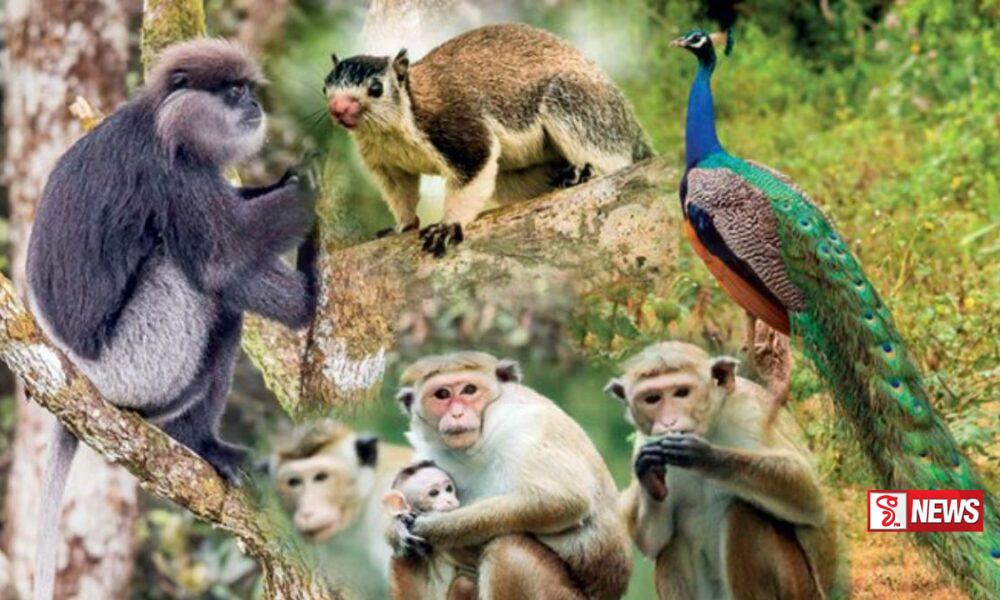 ජාතික සත්ත්ව සංගණනයේ නිර්දේශ ප්රකාශයට පත්කරයි