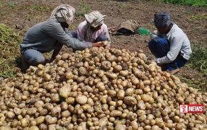 දේශීය අල ගොවියා දැඩි අර්බුධයක