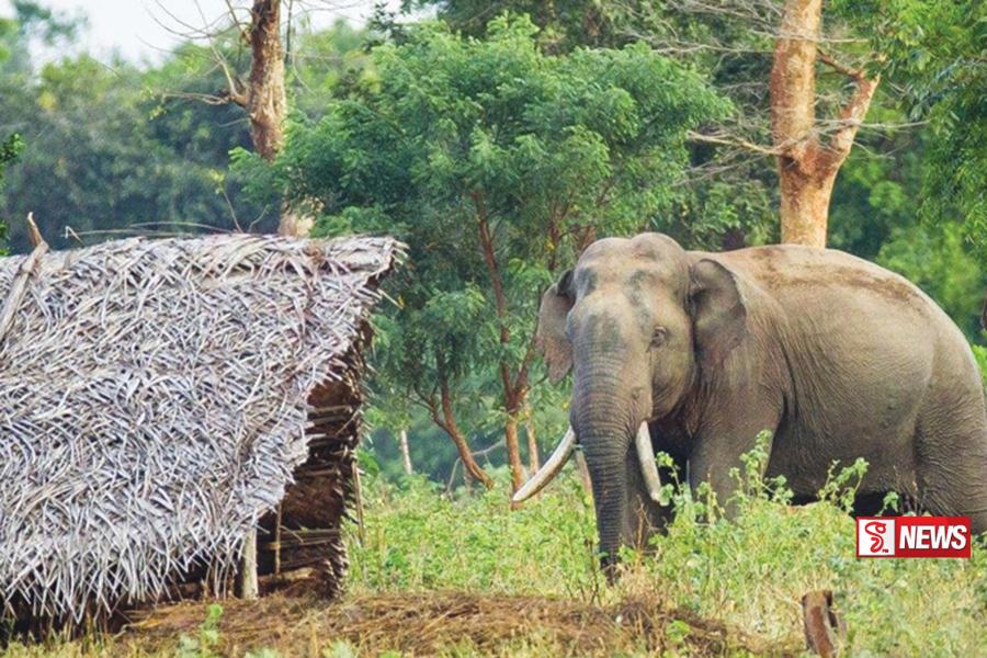 වනඅලි ගැටලුව විසඳීමට කමිටුවක්