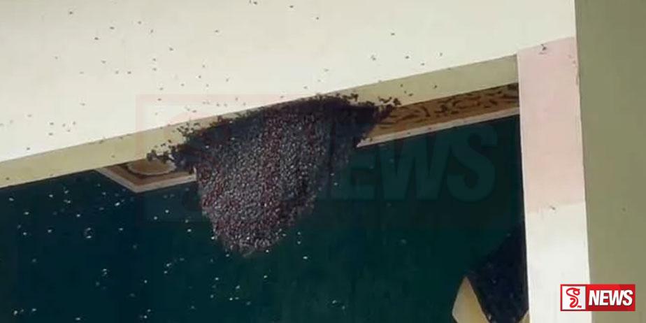 මිද්දෙණියේ දහම්පාසල් සිසුන් පිරිසකට බඹර ප්රහාරයක්