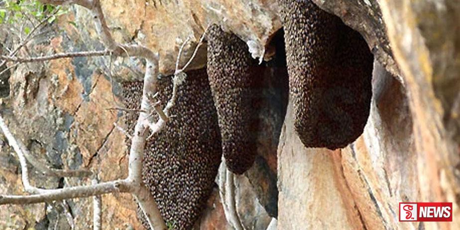 දිනෙන් දින ඉහළ යන බඹර ප්රහාර ගැන වතු කම්කරුවන්ගෙන් ඉල්ලීමක්