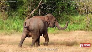 වන අලි ප්රහාරයකින් පොලිස් නිලධාරියෙකු ජීවිතක්ෂයට