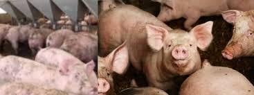 සූකර උණ රෝගය ආසාධිත හෝ අවදානම් ප්රදේශ ලෙස නම් කරමින් අති විශේෂ ගැසට් නිවේදනයක්