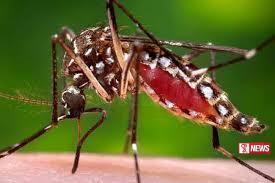 ඩෙංගු මර්දන සතිය හෙටින් ඇරඹෙයි