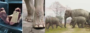 අලි මිනිස් ගැටුම පාලනයට ග්රාමාරක්ෂක භටයින්