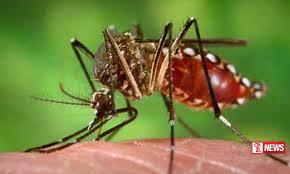 චිකන්ගුන්යා සහ ඩෙංගු එකවර වැළදීමේ ප්රවණතාවයක්