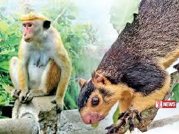 ගොවිබිම්වලට සිදු වන වන සත්ව හානි අවම කිරීමට පියවර