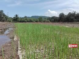 කෘෂි අස්වැන්න රැගෙන යන මාර්ග සංවර්ධනය කිරීම ඇරඹෙයි