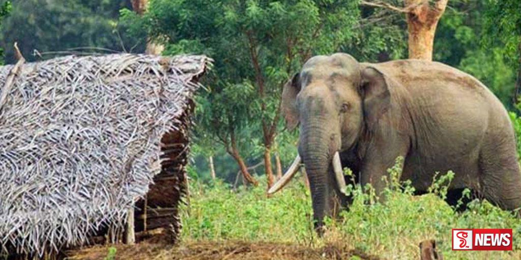 අලි මිනිස් ගැටුම් පාලනයට සිවිල් ආරක්ෂකයන් බඳවා ගැනීමට පියවර