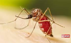 චිකුන්ගුන්යා රෝගයේ අඩුවක්