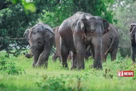 වන ජීවී කළමනාකරණය සදහා සාකච්ඡාවක්