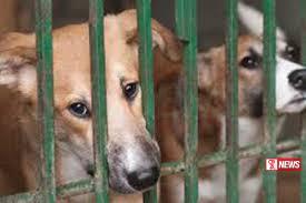 දකුණු කොරියාවේ සුනඛ මස් අලෙවිය තහනම් කරයි