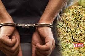 කෝටි දෙකක කේරළ ගංජා තොගයක් වත්තලින් සොයා ගැනේ