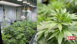 ගංජා හයිබ්රිඩ් කුෂ් පැළ තොගයක් සමග ගිනිබටයෙක් අත්අඩංගුවට