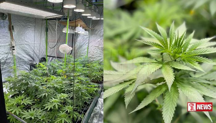 ගංජා හයිබ්රිඩ් කුෂ් පැළ තොගයක් සමග ගිනිබටයෙක් අත්අඩංගුවට