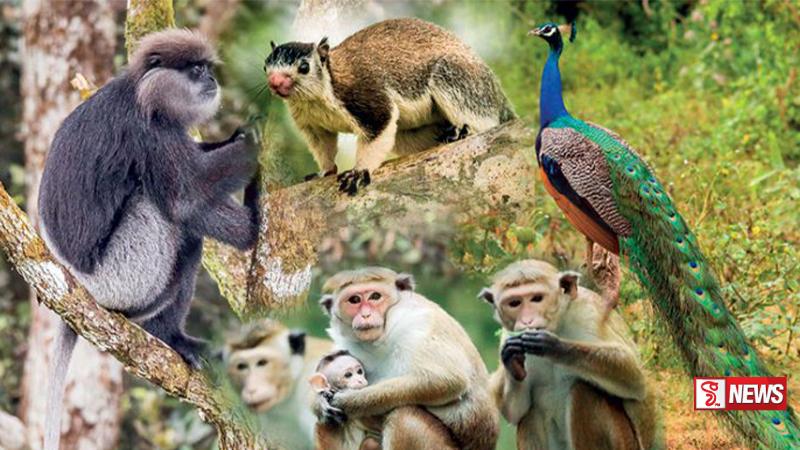 සත්ත්ව සංගණනයේ වාර්තා එළියට