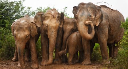 අලි ප්රශ්නයක් ගැන විශේෂ පරීක්ෂණයක් !