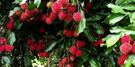 මේ වසර තුළ රඹුටන් ගස් ආශ්රිත අනතුරුවල වැඩි වීමක්