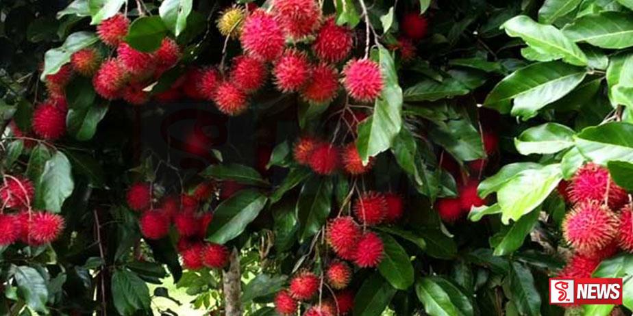 මේ වසර තුළ රඹුටන් ගස් ආශ්රිත අනතුරුවල වැඩි වීමක්