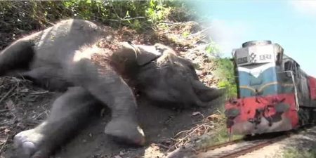 මීනගයාට තවත් සද්ධන්තයෙක් බිලි