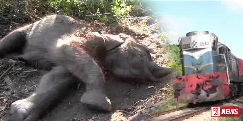 මීනගයාට තවත් සද්ධන්තයෙක් බිලි