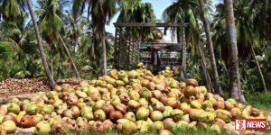 අපේක්ෂිත පොල් අස්වැන්නේ අඩුවක්