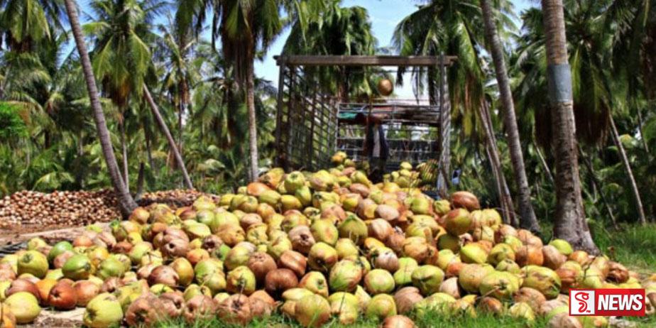 අපේක්ෂිත පොල් අස්වැන්නේ අඩුවක්