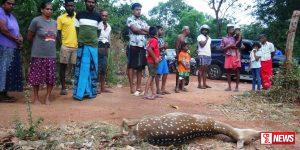 ගැබ්බර මුවදෙන මැරූ සැරයන්වරු දෙදෙනෙක් ඇතුළු තිදෙනෙක්ට ගම්මුන්ගෙන් සංග්රහයක්