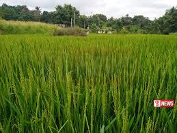 ර්” වී වගා ක්ෂේත්ර දිනය” බතලගොඩ වී පර්යේෂණ හා සංවර්ධන ආයතනයේදී