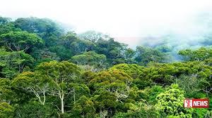 වනාන්තර 16ක් රක්ෂිත ලෙස ගැසට් කෙරේ