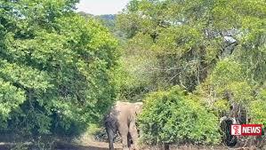 වෙඩි වැදුණු වන අලියෙක් කණ්ඩලම වැව් ඉස්මත්තේ