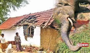 අලි මිනිස් ගැටුම පිළිබදව ජනපතිගේ අවදානය