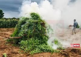 ගංජා වගා කළ සැකකරුවන් තිදෙනකු අත්අඩංගුවට