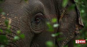 අලි – මිනිස් ගැටුමට විසදුම් සෙවීමට කමිටුවක්