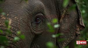 අලි – මිනිස් ගැටුමට විසදුම් සෙවීමට කමිටුවක්