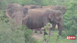 අලි කොරිඩෝ 7 ක් කඩිනමින් විවෘත කිරීමට සැලසුම්