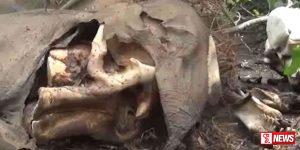 සද්ධන්තයින් තිදෙනෙකුගේ සිරුරු කොටස් රක්ෂිතයකින් හමුවෙයි