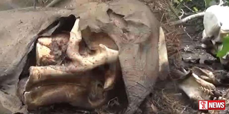 සද්ධන්තයින් තිදෙනෙකුගේ සිරුරු කොටස් රක්ෂිතයකින් හමුවෙයි