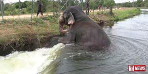 ඉසෙඩ් ඩී ඇල වැටුණු සද්ධන්තයා ගොඩ ගනී