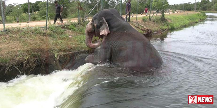 ඉසෙඩ් ඩී ඇල වැටුණු සද්ධන්තයා ගොඩ ගනී