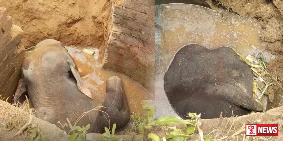 ළිඳකට වැටී වන අලියෙකු මරුට – තවත් අලියෙක් බේරෙයි