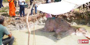 රෝගී ඇතාගේ ප්රතිකාර කඩිනම් කිරීමට උපදෙස් – Photos