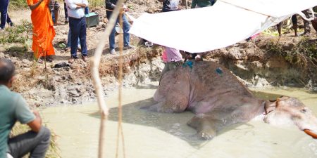 රෝගී ඇතාගේ ප්රතිකාර කඩිනම් කිරීමට උපදෙස් – Photos