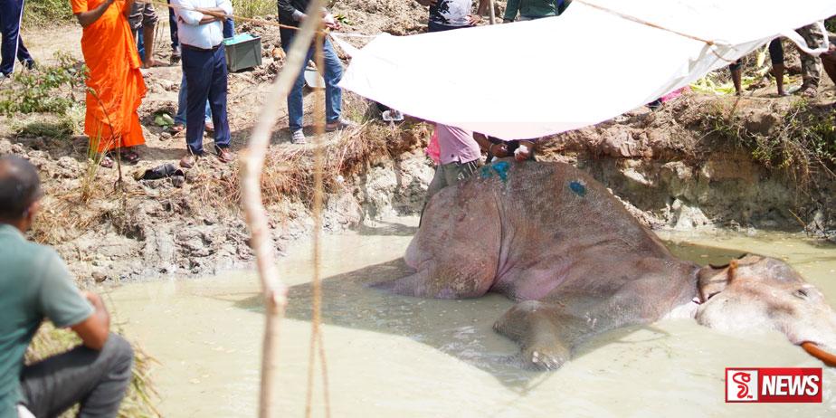 රෝගී ඇතාගේ ප්රතිකාර කඩිනම් කිරීමට උපදෙස් – Photos